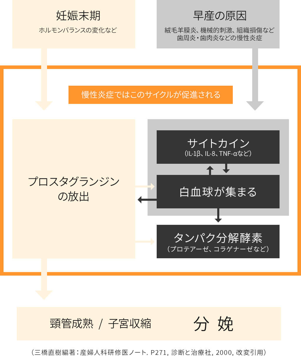 分娩と早産のメカニズム